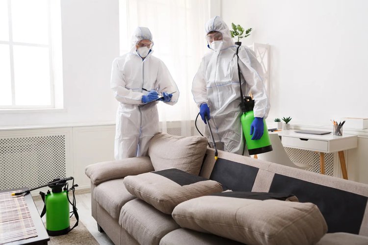 Pest Treatment Services: Protecting Your Home from Unwanted Guests