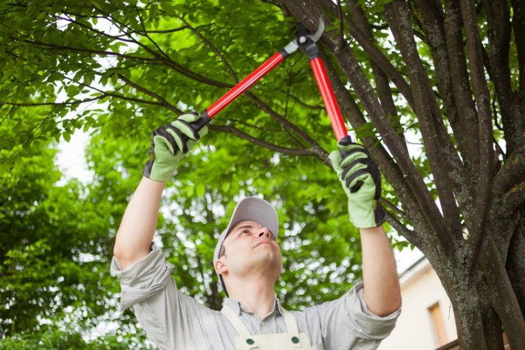 Professional Tree Care Services in Scotland – Expert Solutions for Healthy Trees