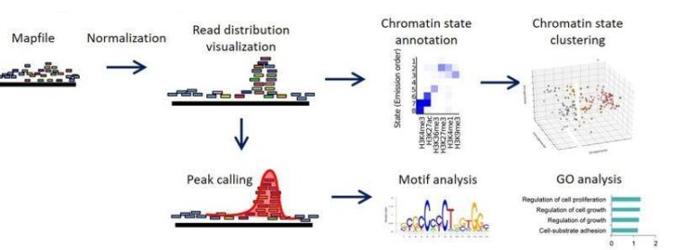 Introduction, Features, Workflow, and Applications of ChIP-Seq