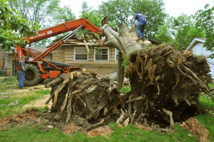 Why Choose Affordable Tree Service Houston for Your Property?