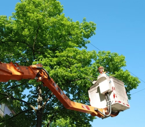 Professional Tree Care vs. DIY: When to Call the Experts