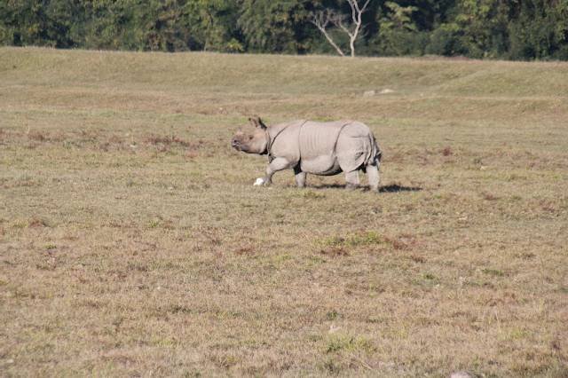 Kaziranga & Assam Tour: Discover Nature’s Hidden Treasures