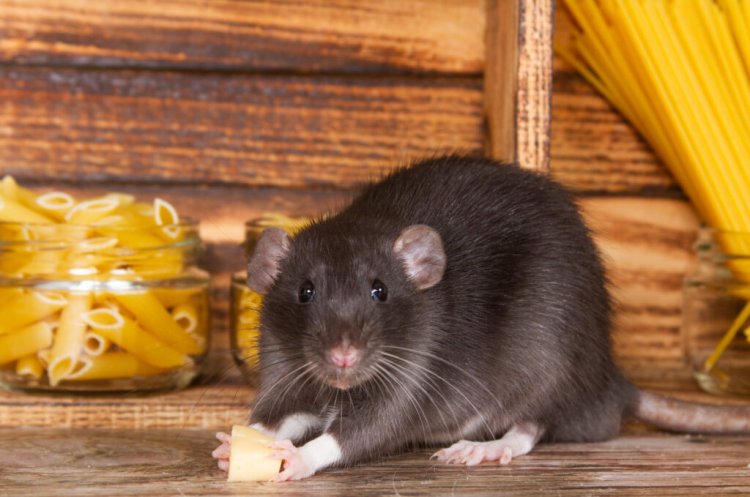 How Reliable Rodent Control Melbourne Can Keep Your Home Safe