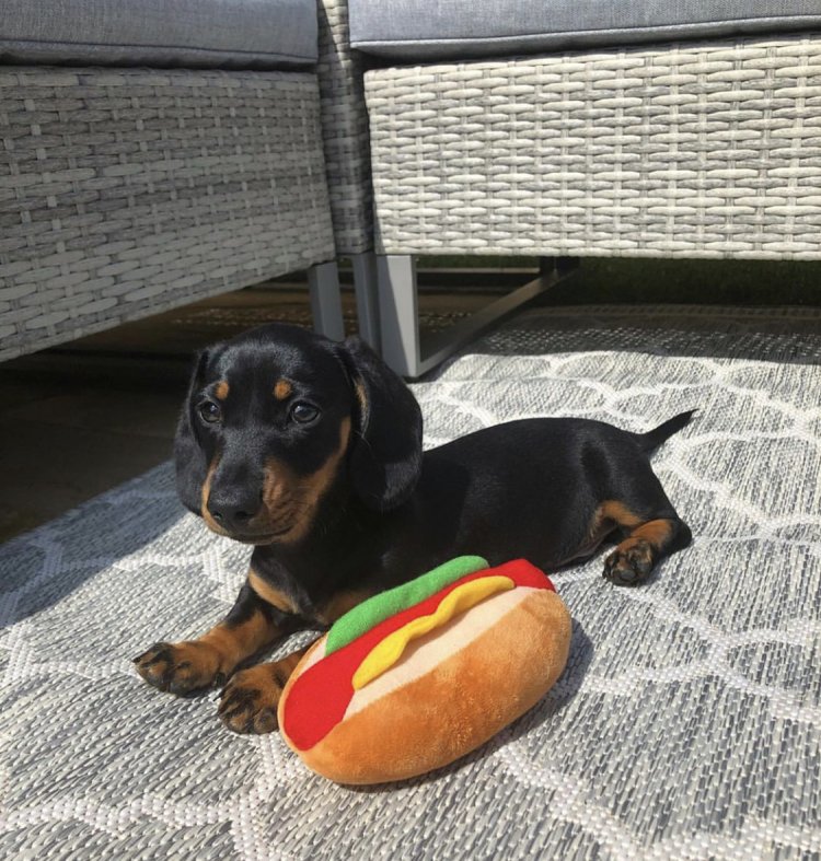 Get Dachshund Puppies for Sale at 300 Budget Friendly Choices Available